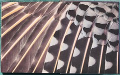 The Wonder of Birds Robert M. Poole 1983 Hardcover 280 Pages Of Amazing Birds
