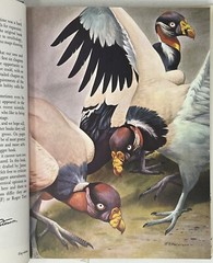 World Of Birds: New & Revised Ed. by James Fisher & Roger Tory Peterson HC w/ DJ