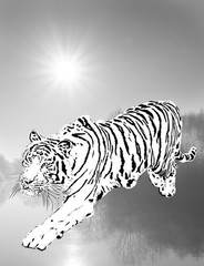 Coloring Book save the Tigers 108 Pages 8.5 x 11 for All Ages Best Tigers book