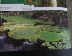 Essential Guide Peruvian Amazan Peru Paperback Book 2011 31 Pages 6.5 X 9 inc
