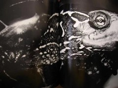 Nobuyoshi Araki „Erotos” Photo Book First edition Hardcover Japanese