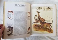 After Man: A Zoology of The Future Dougal Dixon Illustrated Paperback Book