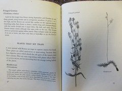 The First Book of Wild Flowers (1961) by Betty Cavanna Pictures Page Cary HC