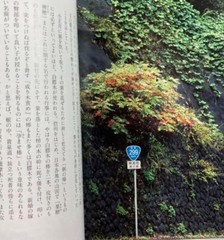 Toshiro Kawase – „God’s Tree: Go/Visit” Japanese sacred tree art
