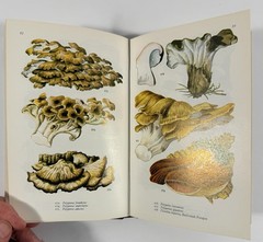 1961 Mushrooms Toadstools in Colour Blandford First Edition Dust Jacket Hvass