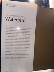 Waterbirds by Theodore Cross