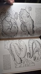 STRANGE CREATURES OF THE SEA COLORING BOOK By Llyn Hunter Doyer Coloring Book
