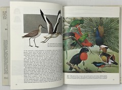 World Of Birds: New & Revised Ed. by James Fisher & Roger Tory Peterson HC w/ DJ