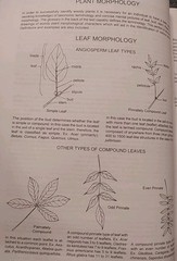 Manual of Woody Landscape Plants: Identification Ornamental Characteristics 5TH