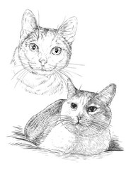 Color the Cats Adult coloring book 108 Pages 8.5 x 11 for All Ages