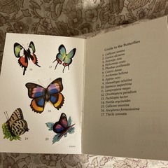 REALISTIC BUTTERFLY STICKERS (DOVER LITTLE ACTIVITY BOOKS) Jan Sovak BRAND NEW