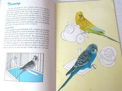 1953 EVERYTHING ABOUT PARAKEETS BUDGIES HARTZ MANUAL HEALTH TRAINING TALKING USA