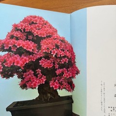 Satsuki Bonsai Photo Book Japan Satsuki Culture Promotion Hardcover 312pg Used