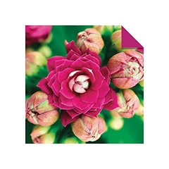 Origami Paper 500 sheets Succulents 6″ (15 cm): Tuttle Origami Paper: Double-Sid