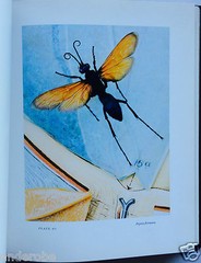 2008 THEATER of INSECTS Jo Whaley hb/128pp/ART – BUTTERFLIES – INSECTS – UNIQUE