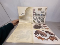 (2) Whitman Discover Trains & Discover Wildlife Sticker Fun Book Unused 1970s