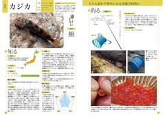 Fish & Fishing Guide 672 Pages: Species ID,Tackle & How to Clean (Japanese Book)