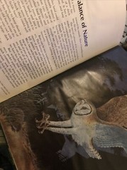 Album of Birds by Tom McGowen, Rod Ruth – Drawings & Color Illustration￼￼￼￼s