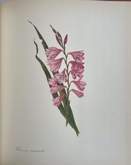 Arabella Roupell Pioneer Artist Of Cape Flowers Allan Bird 1st EDT 291/625 Sigd.