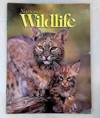 National Wildlife August September 1995 Bobcat Kitten Nature Magazine Federation