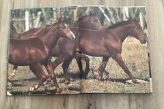 Magnificent Horse Large Book (Hardcover)