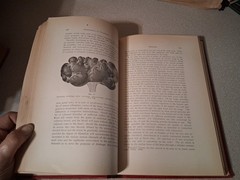 Text Book of Comparative General Pathology Professor Dr Th Kitt Theodor 1906