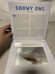 Polar A Photicular Book by Dan Kainen Carol Kaufmann Free Shipping