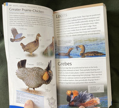 AMNH Pocket “Birds Of North America “ “Western Region “, 2017