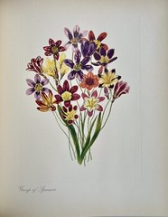 Arabella Roupell Pioneer Artist Of Cape Flowers Allan Bird 1st EDT 291/625 Sigd.