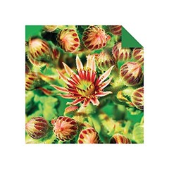 Origami Paper 500 sheets Succulents 6″ (15 cm): Tuttle Origami Paper: Double-Sid