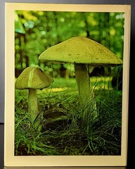 The National Forests of America 1968 HC DJ Orville Freeman Michael Frome