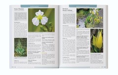 The Forgotten Guide to Plant Remedies