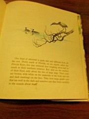 Islands Of The Tiny Deer by Julian May Illustrated by Rod Ruth Wildlife FL Keys