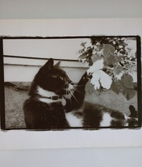 Why We Love Cats by Kim Levin (2001, Hardcover)