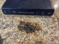 One Step Closer Bible NLT Navy Blue Candace Cameron Bure – Red Letter
