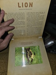 Dan Kainen Carol Kaufmann Safari: A Photicular Book HC Workman 1st Ed 2012
