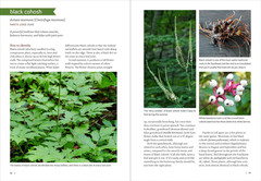 Southeast Medicinal Plants: Identify, Harvest, and Use 106 Wild Herbs for Health