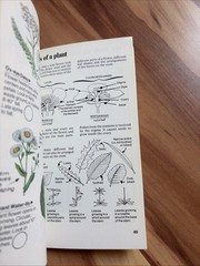 Wild Flowers: Of North America (Spotters Guide) 1979 First American Edition