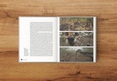 Deep in the Heart: A Texas Wildlife Story by Ben Masters