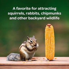 6.5 lb Organic Corn On The Cob – Stimulates Appetite and Attracts Wildlife!