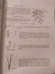 Manual of Woody Landscape Plants: Identification Ornamental Characteristics 5TH