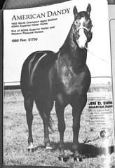 SALE ENDS 6/15! 1986 QUARTER HORSE JOURNAL Book – DYNAMIC DELUXE, ZAN PARR BAR