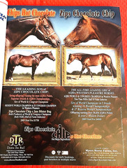 SALE ENDS 6/15! 2008 Quarter Horse Journal STALLION EDITION Book, PEPTOBOONSMAL