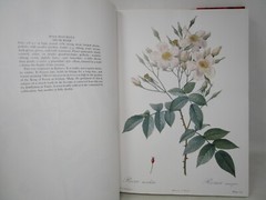 P. J. Redoute Redoute’s Roses 167 Full Page Paintings 1990