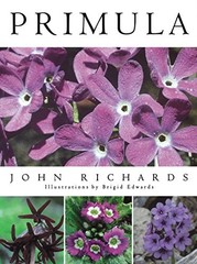 Primula