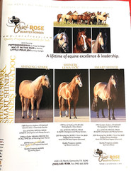 SALE ENDS 6/15! 2008 Quarter Horse Journal STALLION EDITION Book, PEPTOBOONSMAL