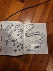 Strange Creatures of the Sea Coloring Book by Llyn Hunter (1991, Trade…