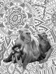 Save the primates Coloring book for Adults Teens 108 Pages 8.5 x 11 for All Ages