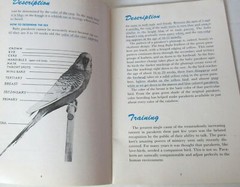1953 EVERYTHING ABOUT PARAKEETS BUDGIES HARTZ MANUAL HEALTH TRAINING TALKING USA