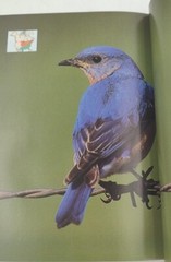 A Field Guide To The Birds Of North America Paperback 255 Pages Copyright 2007